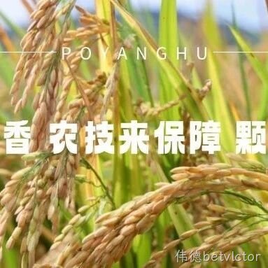 风吹稻花香 农技来保障 颗粒皆归仓