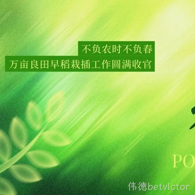 不负农时不负春，万亩良田早稻栽插工作圆满收官